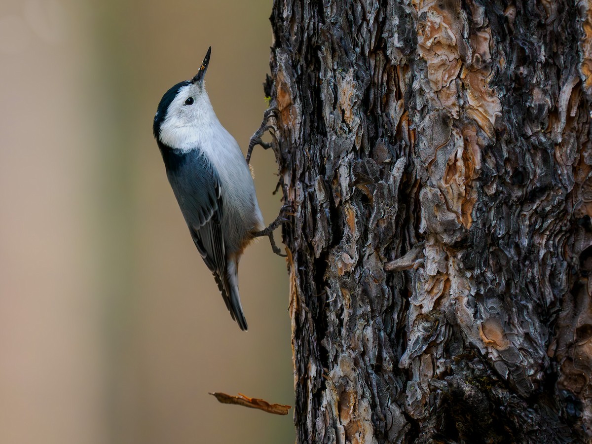 White-breasted Nuthatch - ML619889469