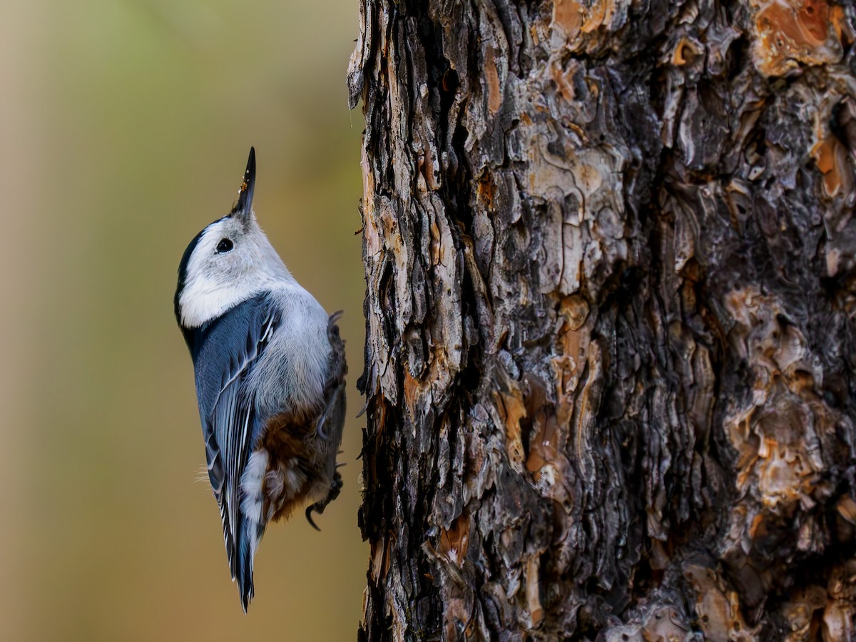 White-breasted Nuthatch - ML619889470