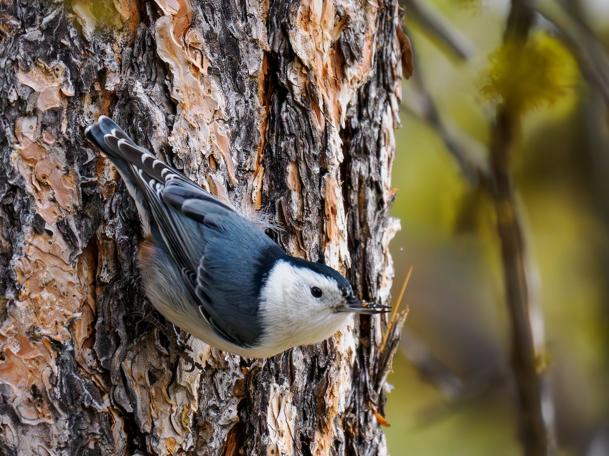 White-breasted Nuthatch - ML619889471