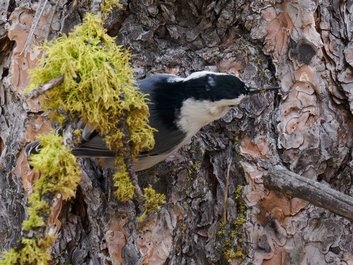 White-breasted Nuthatch - ML619889472