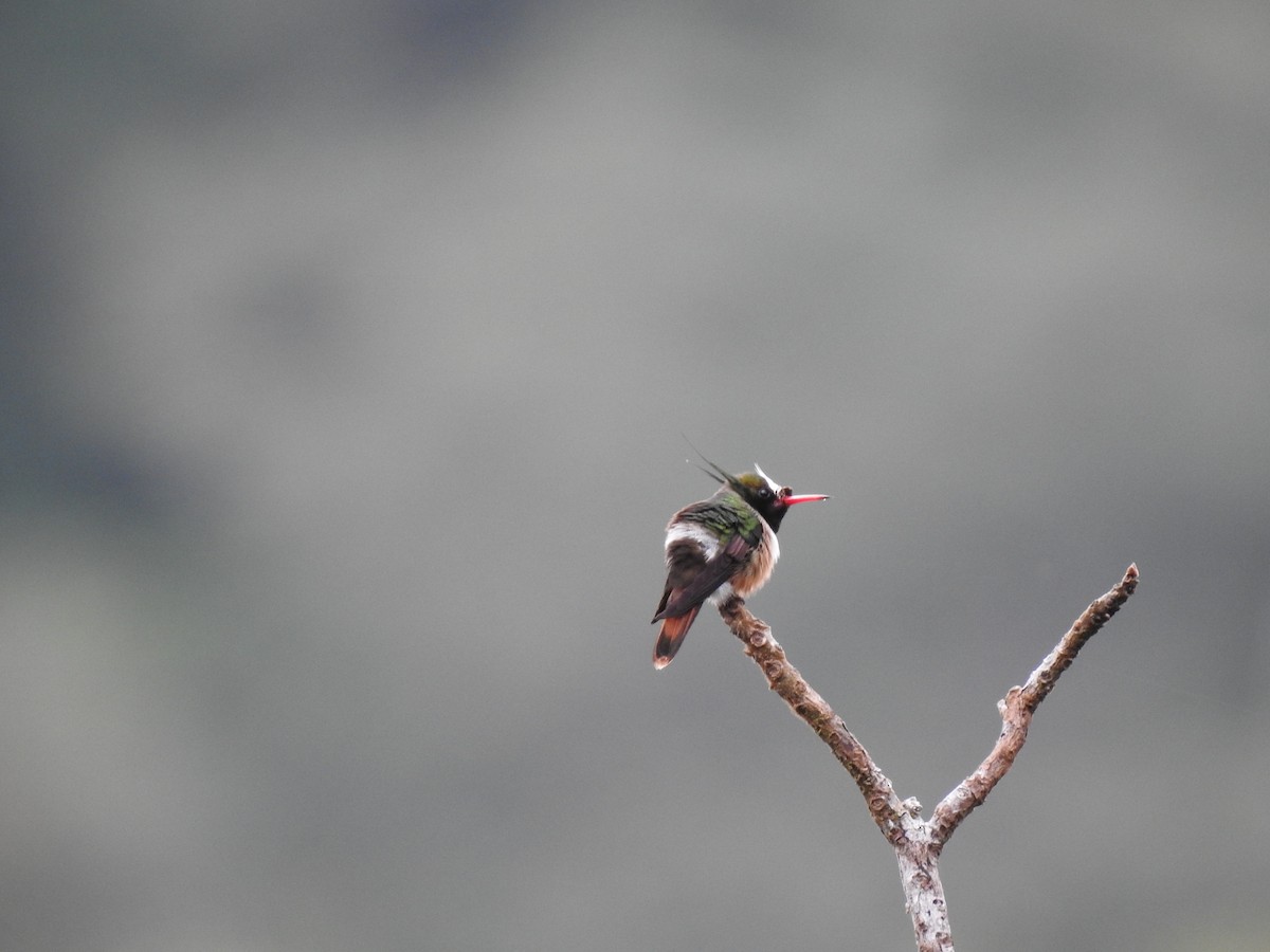 White-crested Coquette - ML619889485