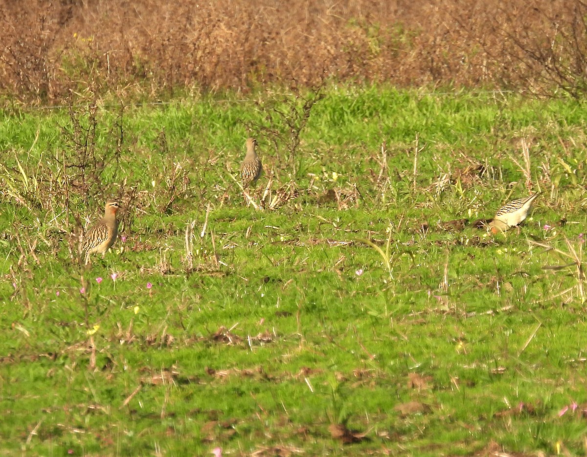 Tawny-throated Dotterel - ML619889501