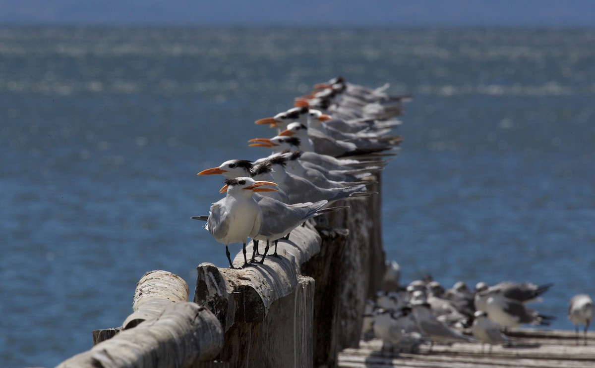 Royal Tern - ML619889532