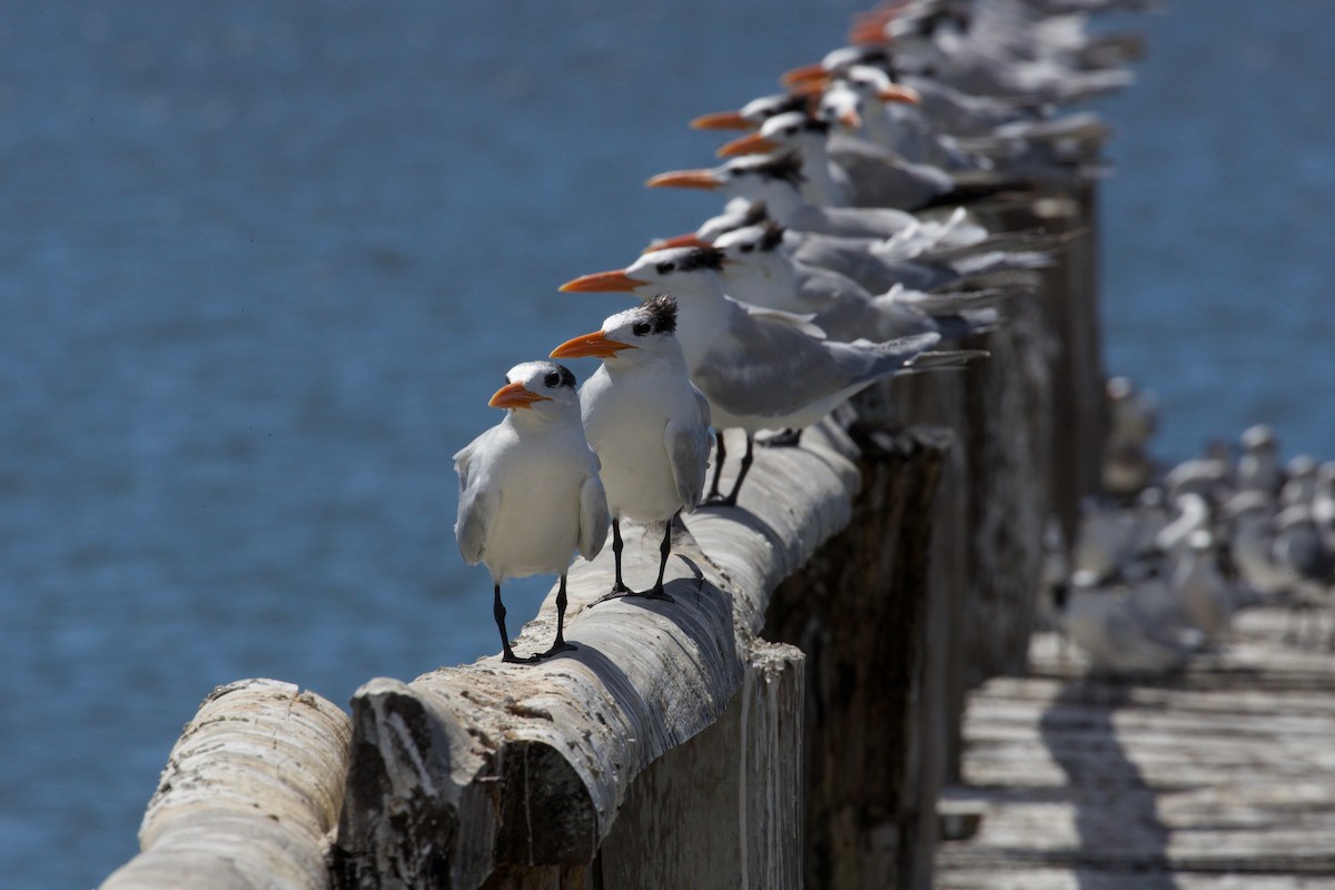 Royal Tern - ML619889533