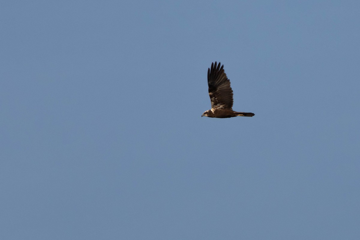 Western Marsh Harrier - ML619889537