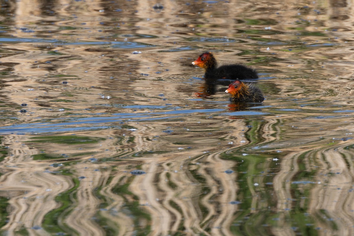 Eurasian Coot - ML619889557