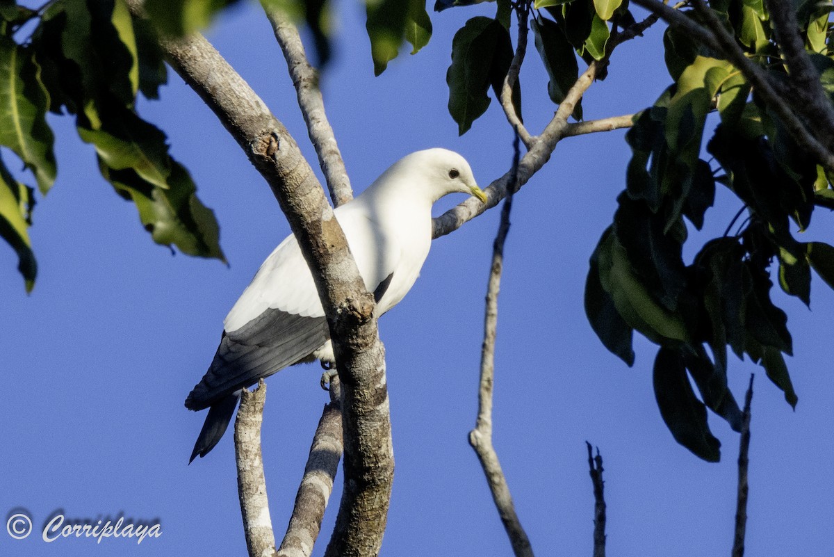 Torresian Imperial-Pigeon - Fernando del Valle