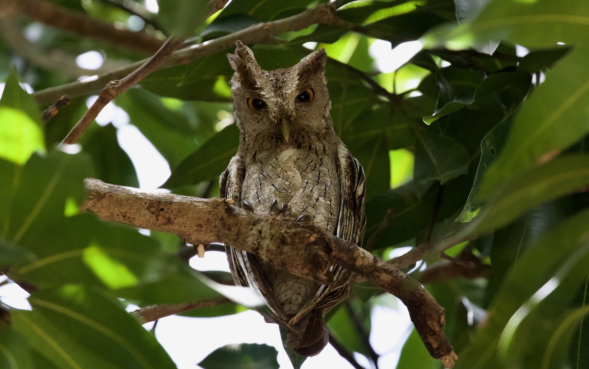 Pacific Screech-Owl - ML619889573