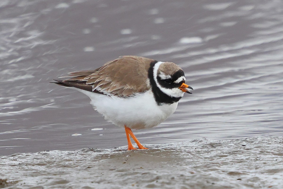 Common Ringed Plover - ML619889575