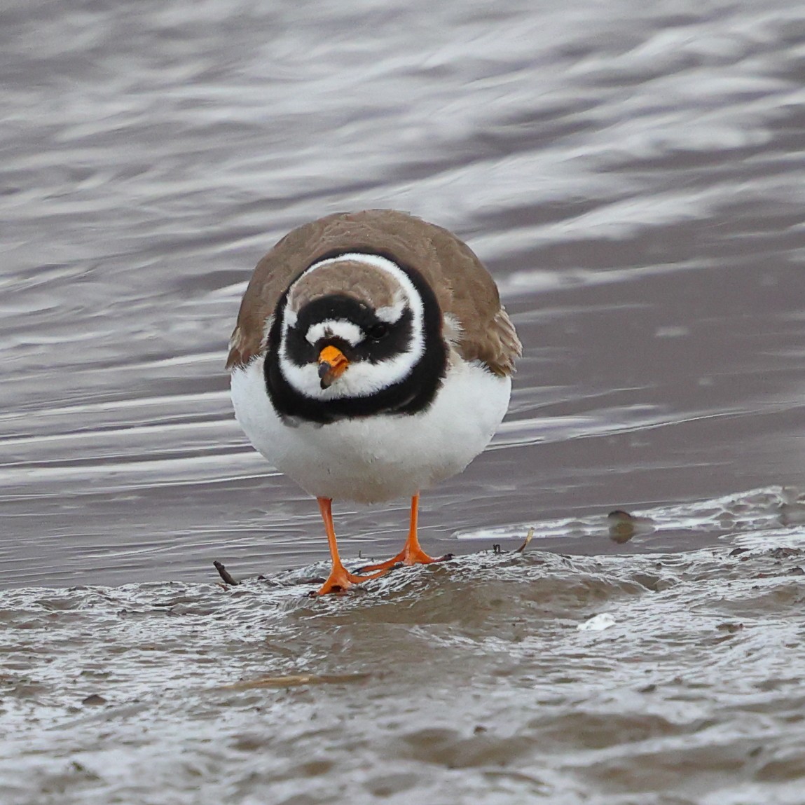 Common Ringed Plover - ML619889582