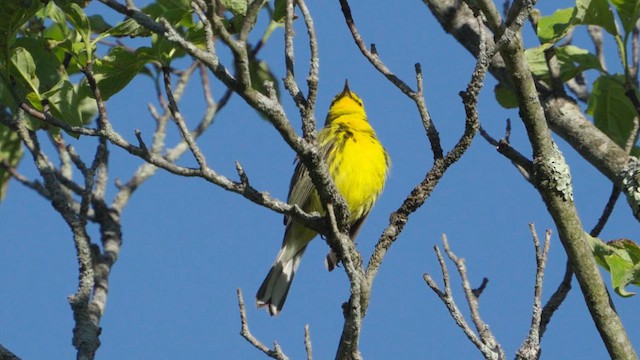 Prairie Warbler - ML619889593