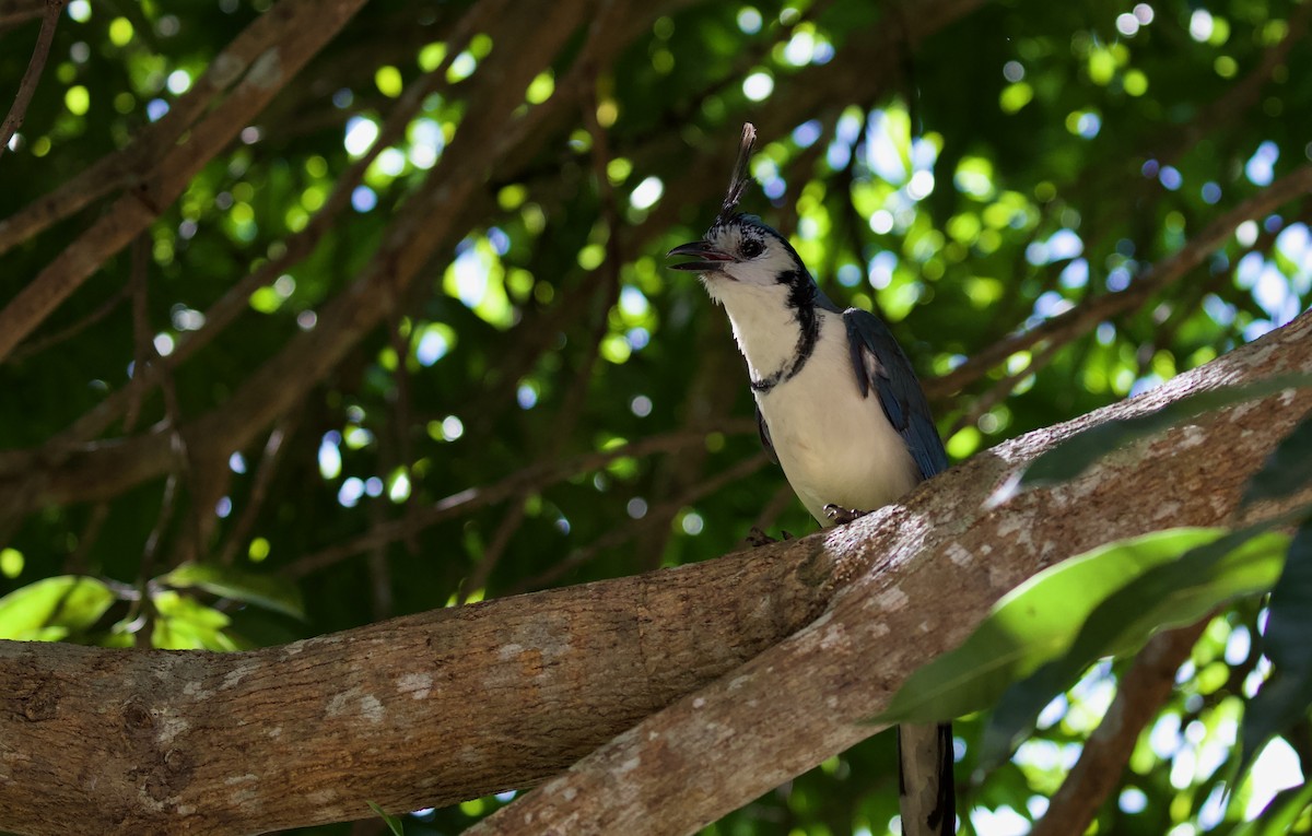 White-throated Magpie-Jay - ML619889595