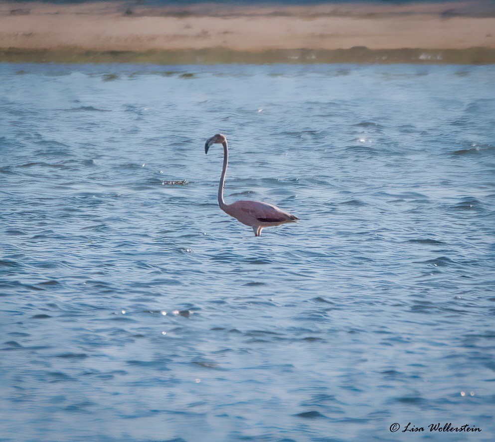 American Flamingo - ML619889597