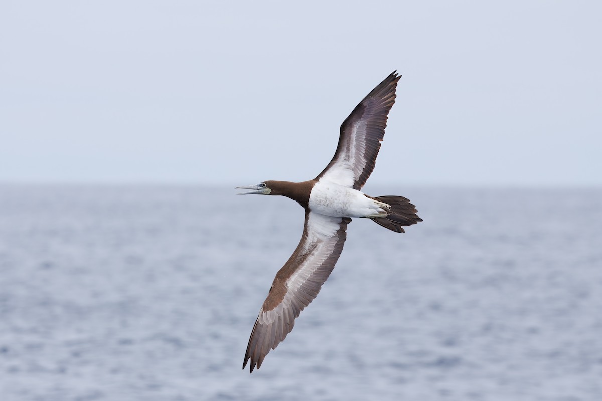 Brown Booby - ML619889598