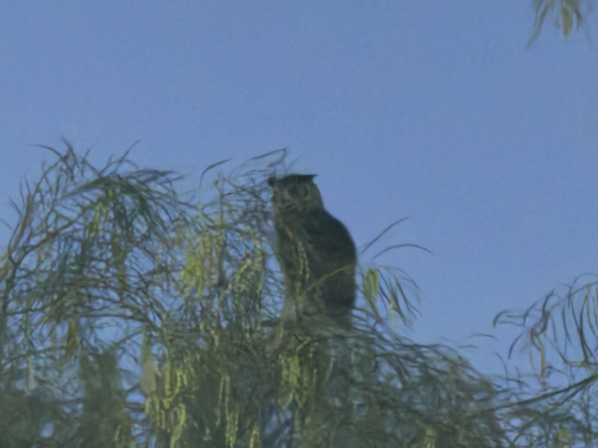 Great Horned Owl - ML619889606