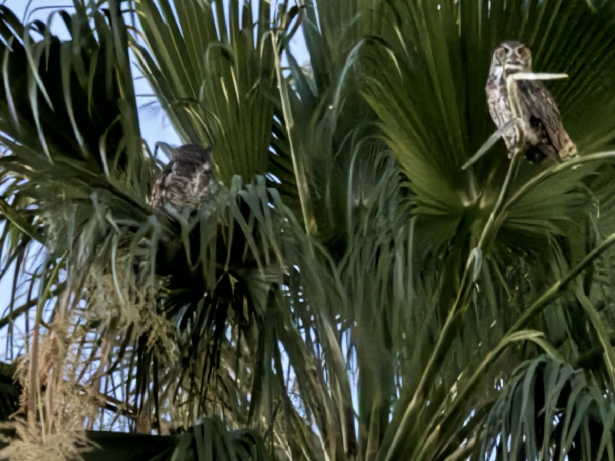 Great Horned Owl - ML619889607