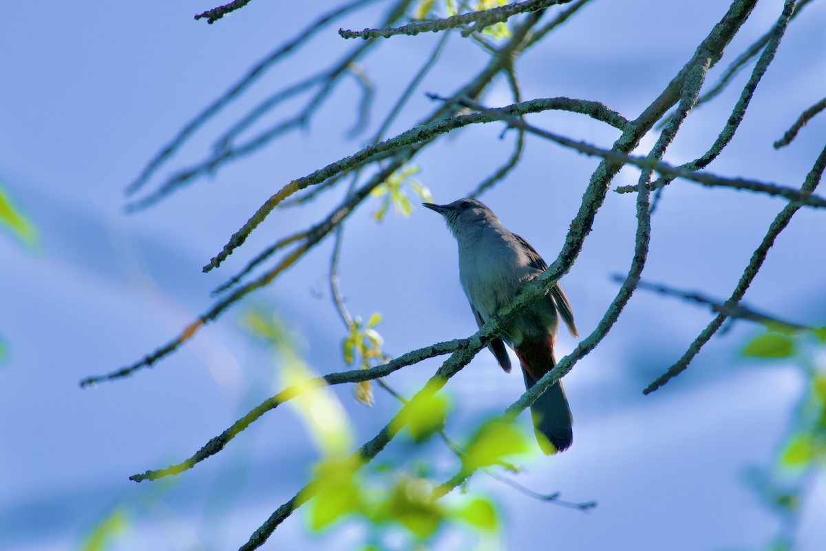 Gray Catbird - ML619889610