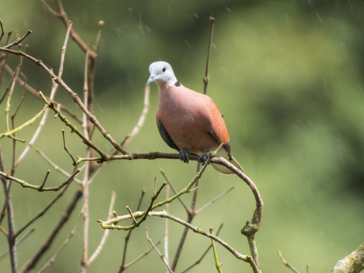 Red Collared-Dove - ML619889620
