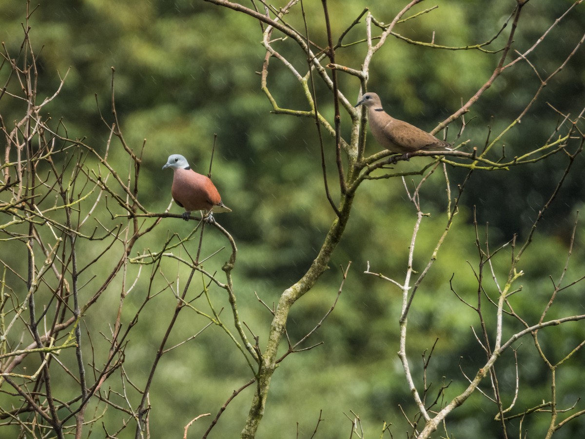 Red Collared-Dove - ML619889621