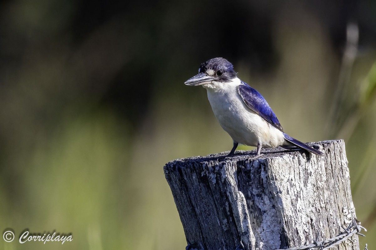 Forest Kingfisher - ML619889624