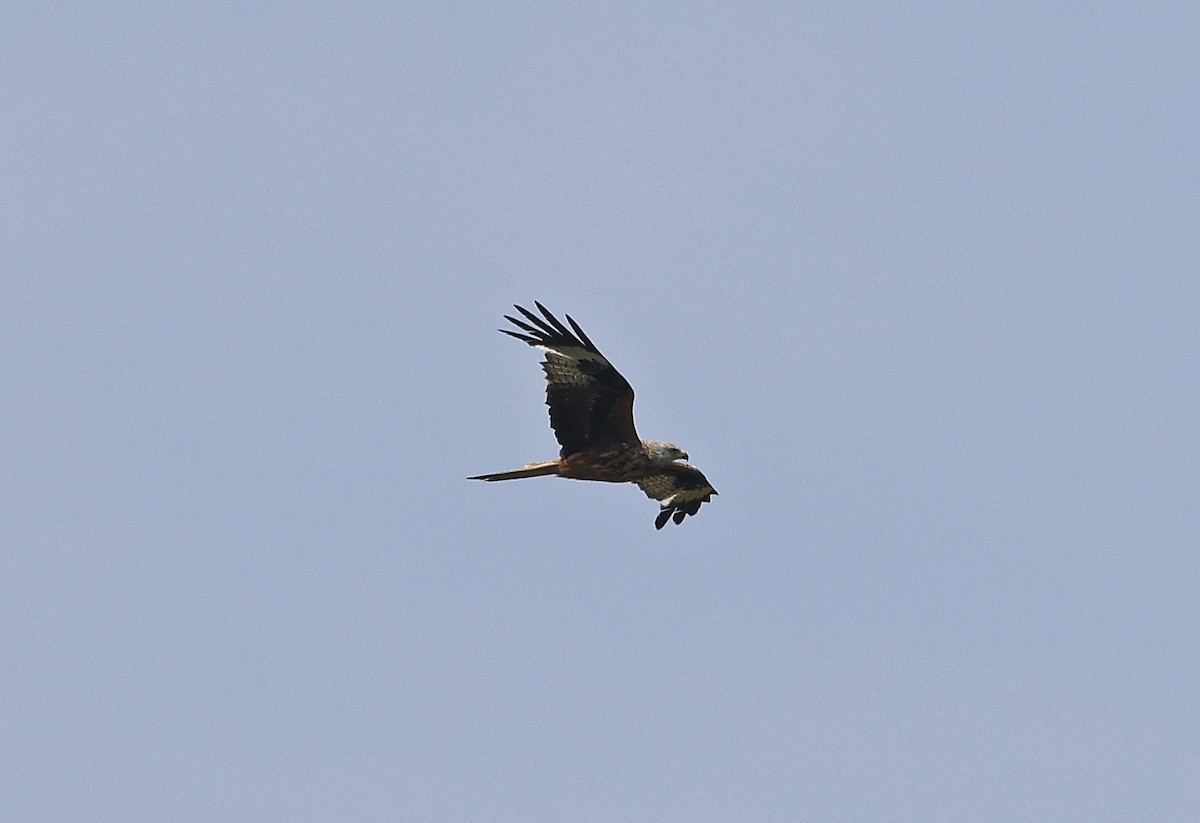 Red Kite - ML619889628