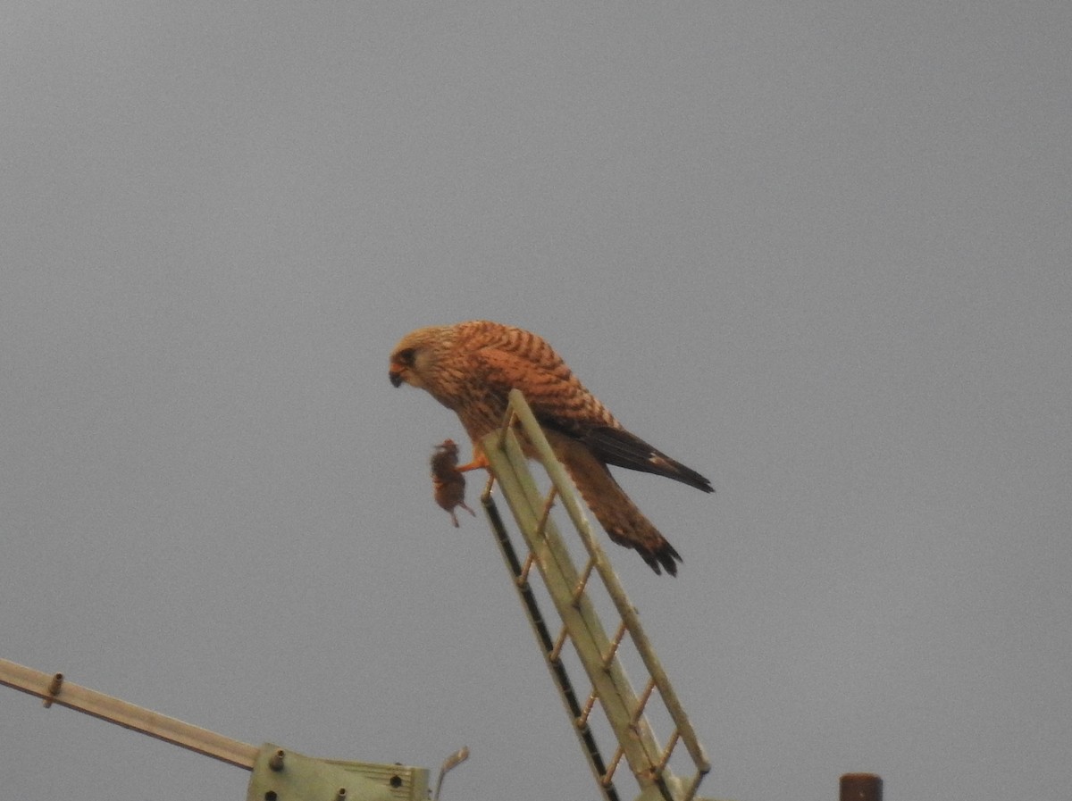 Lesser Kestrel - ML619889665