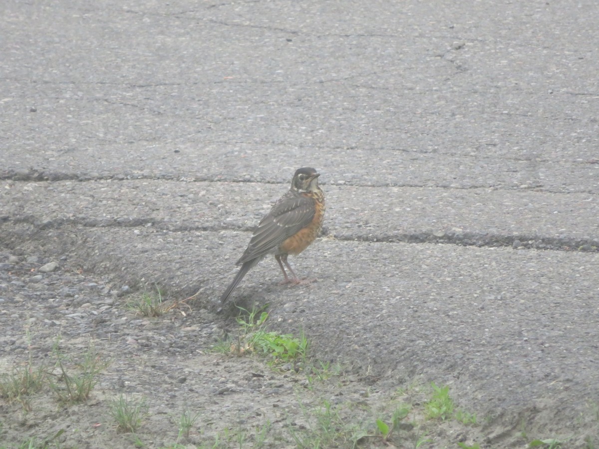 American Robin - ML619889675