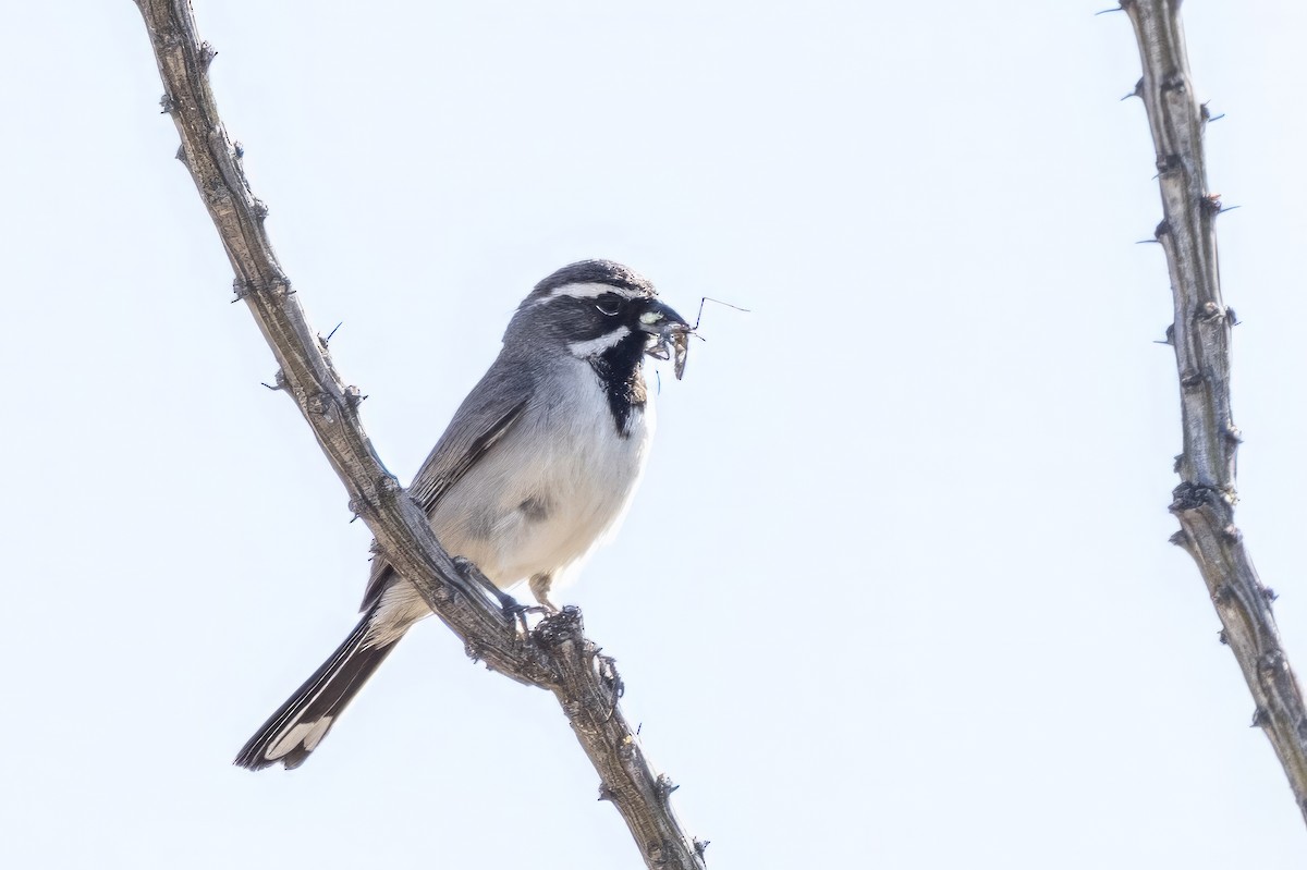 Black-throated Sparrow - ML619889695