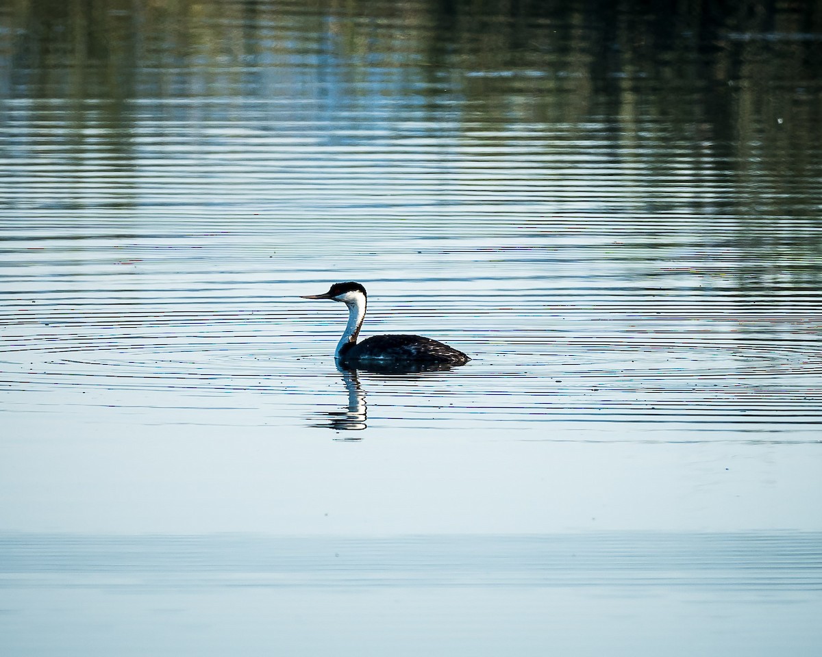 Western Grebe - ML619889718