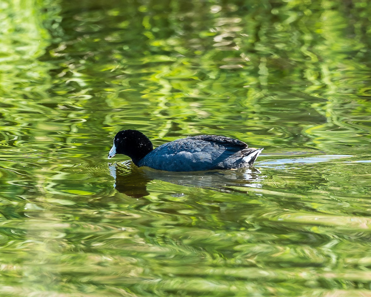 American Coot - ML619889733