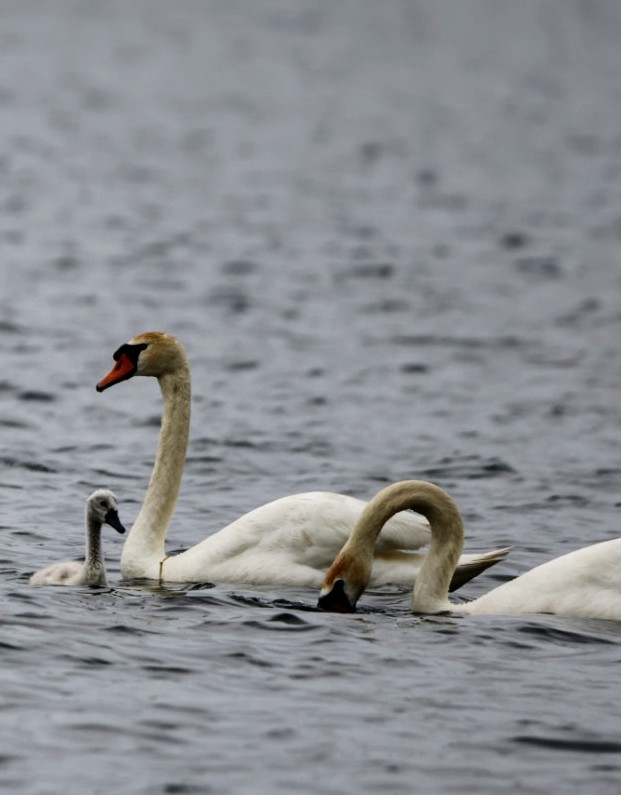 Mute Swan - ML619889737