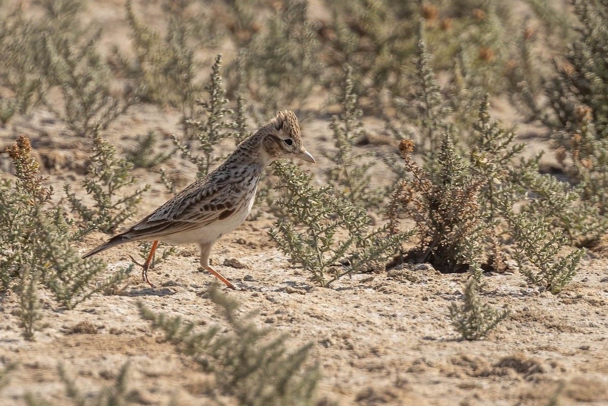 Sand Lark - ML619889743