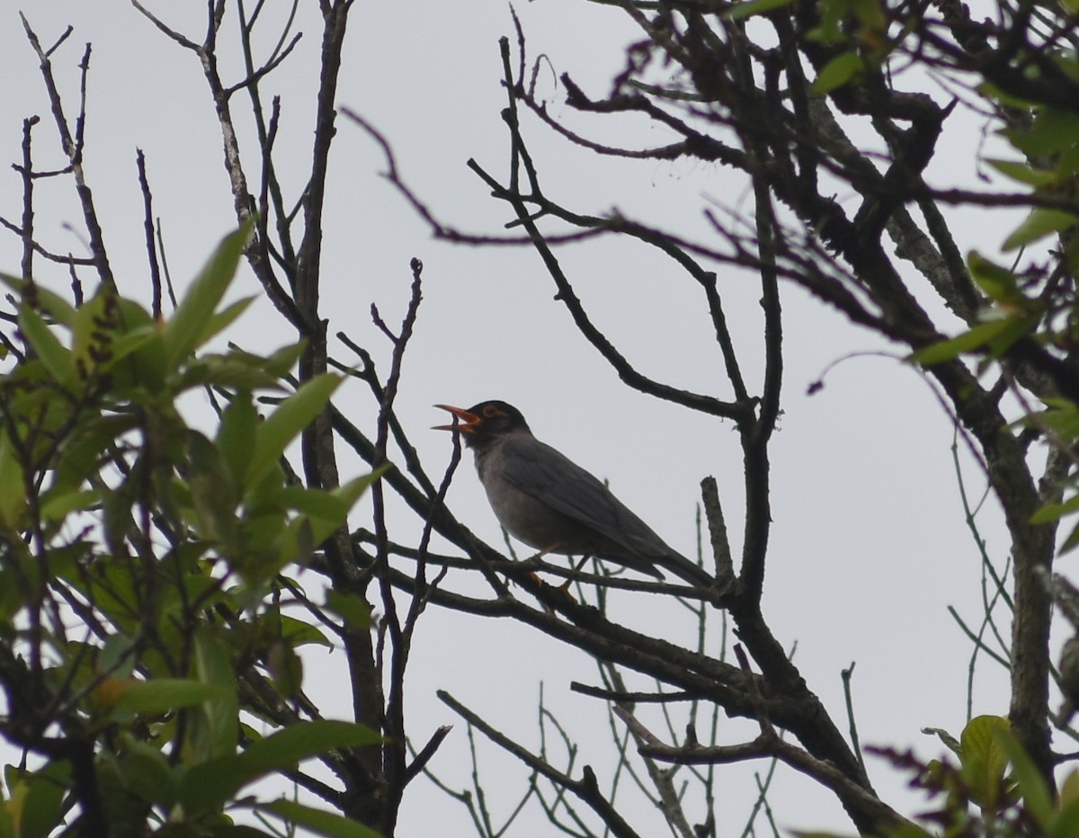 Indian Blackbird - ML619889756