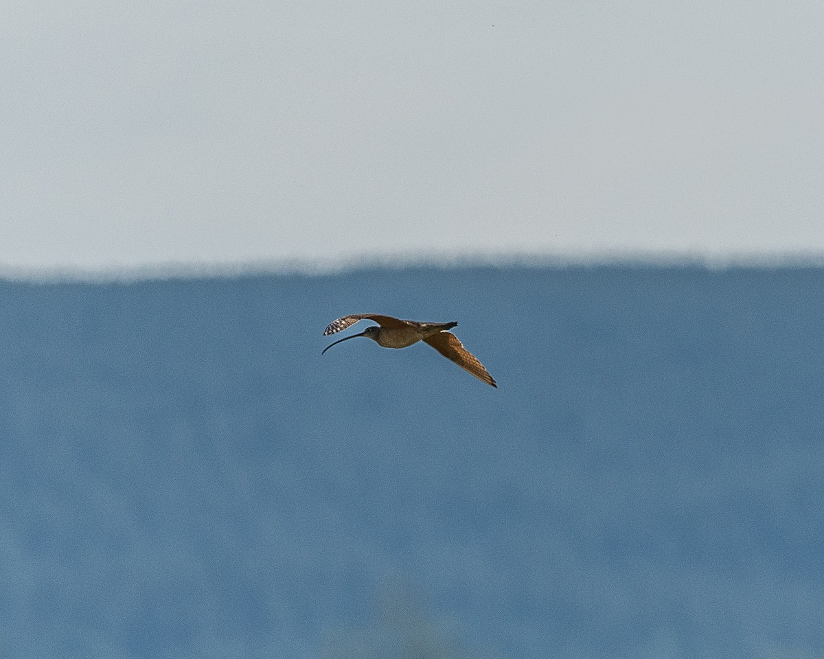 Long-billed Curlew - ML619889777