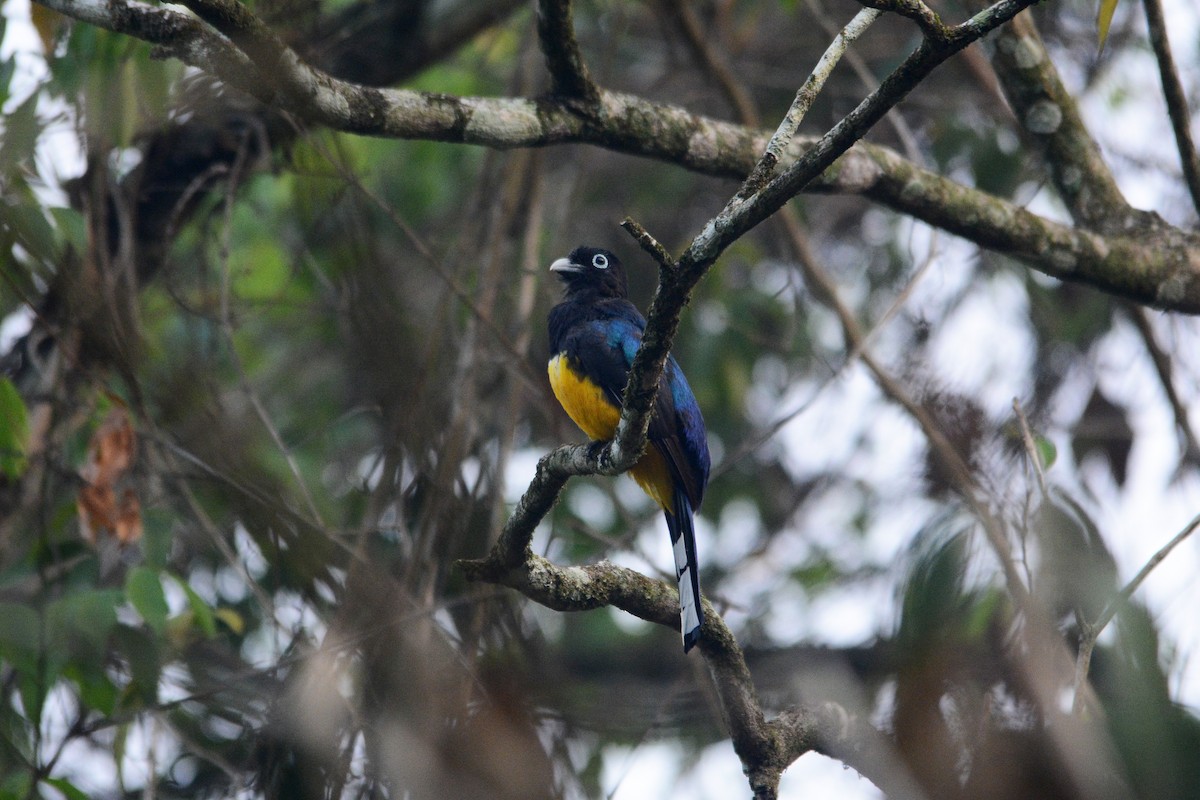 Black-headed Trogon - ML619889782