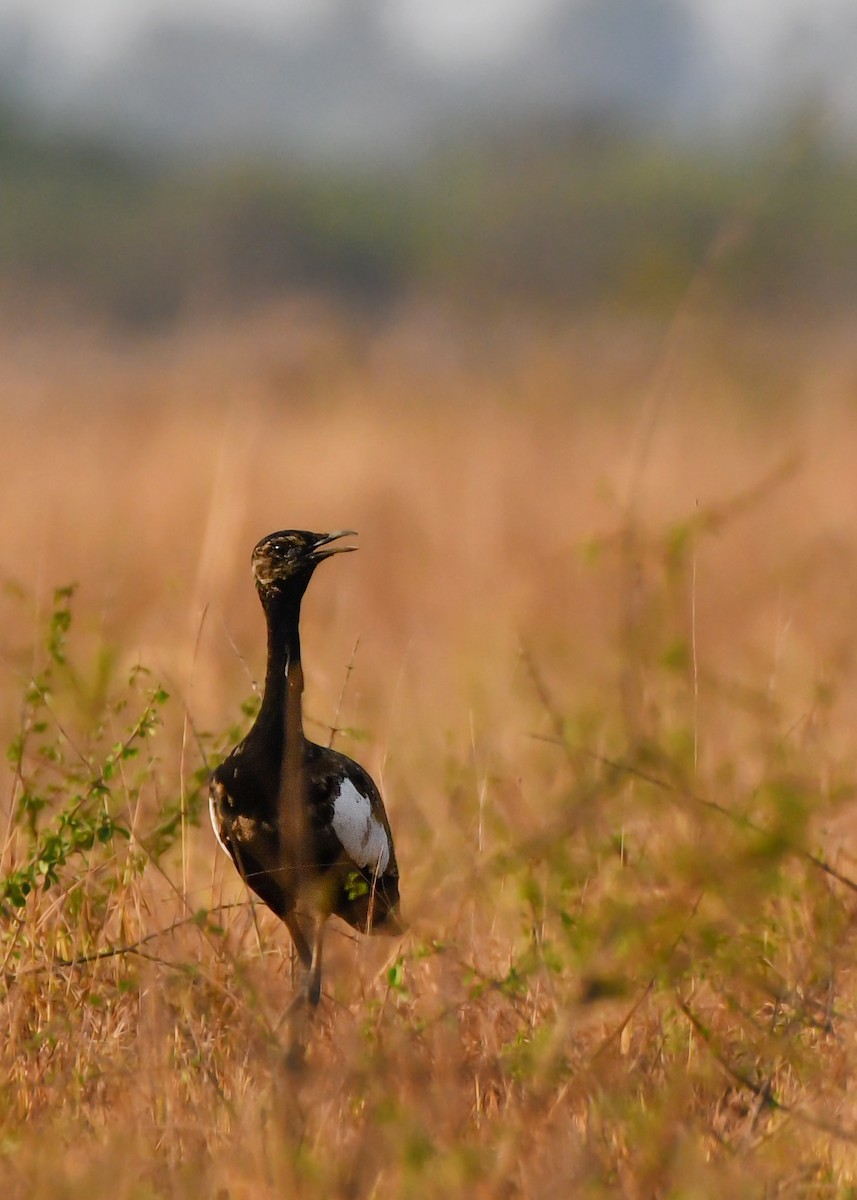 Bengal Florican - ML619889793