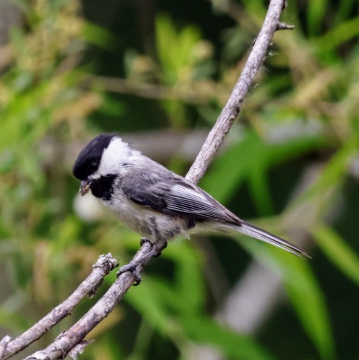 Black-capped Chickadee - ML619889811