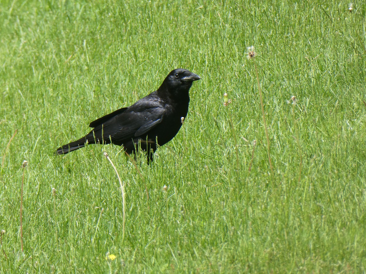 American Crow - ML619889813