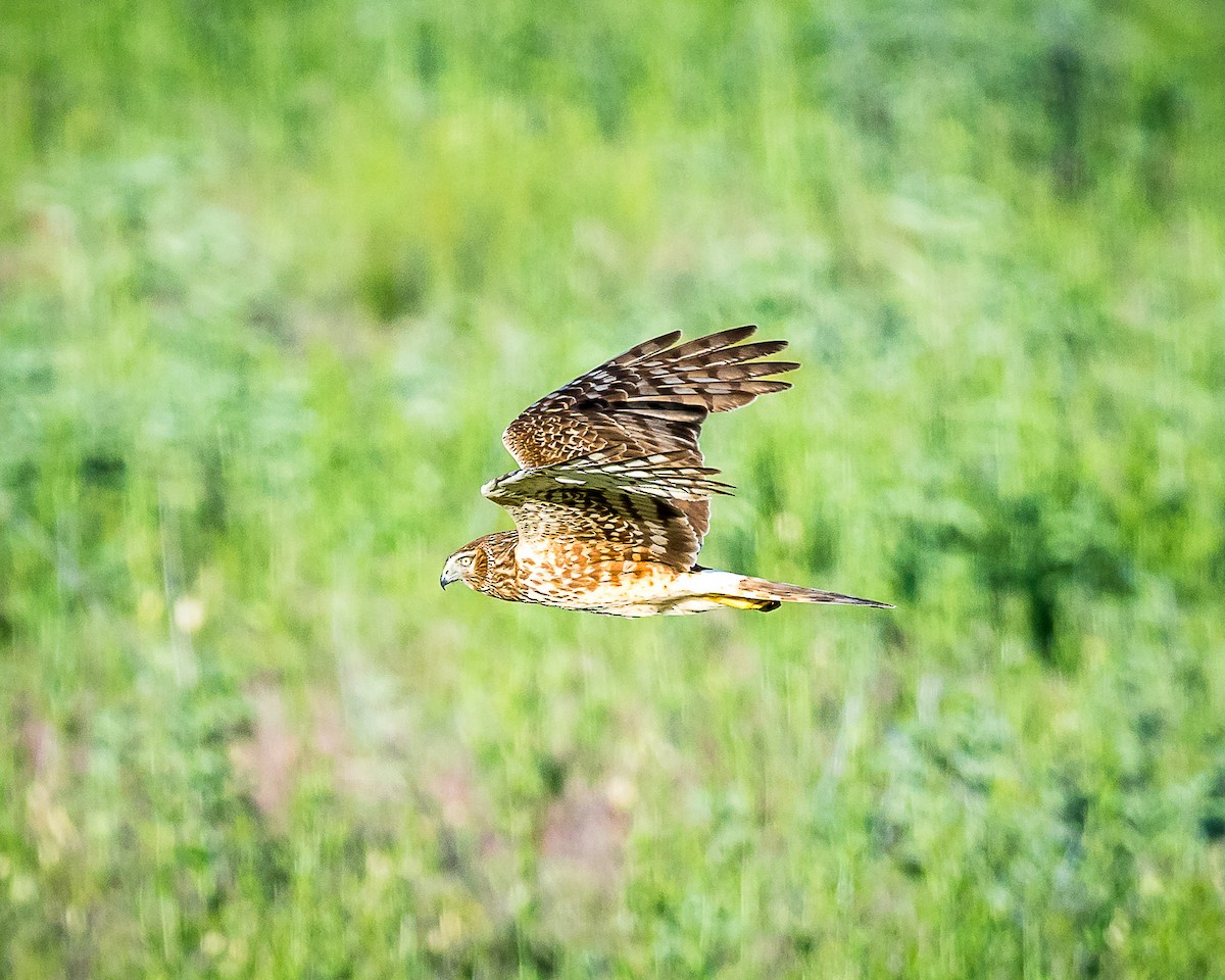 Northern Harrier - ML619889817