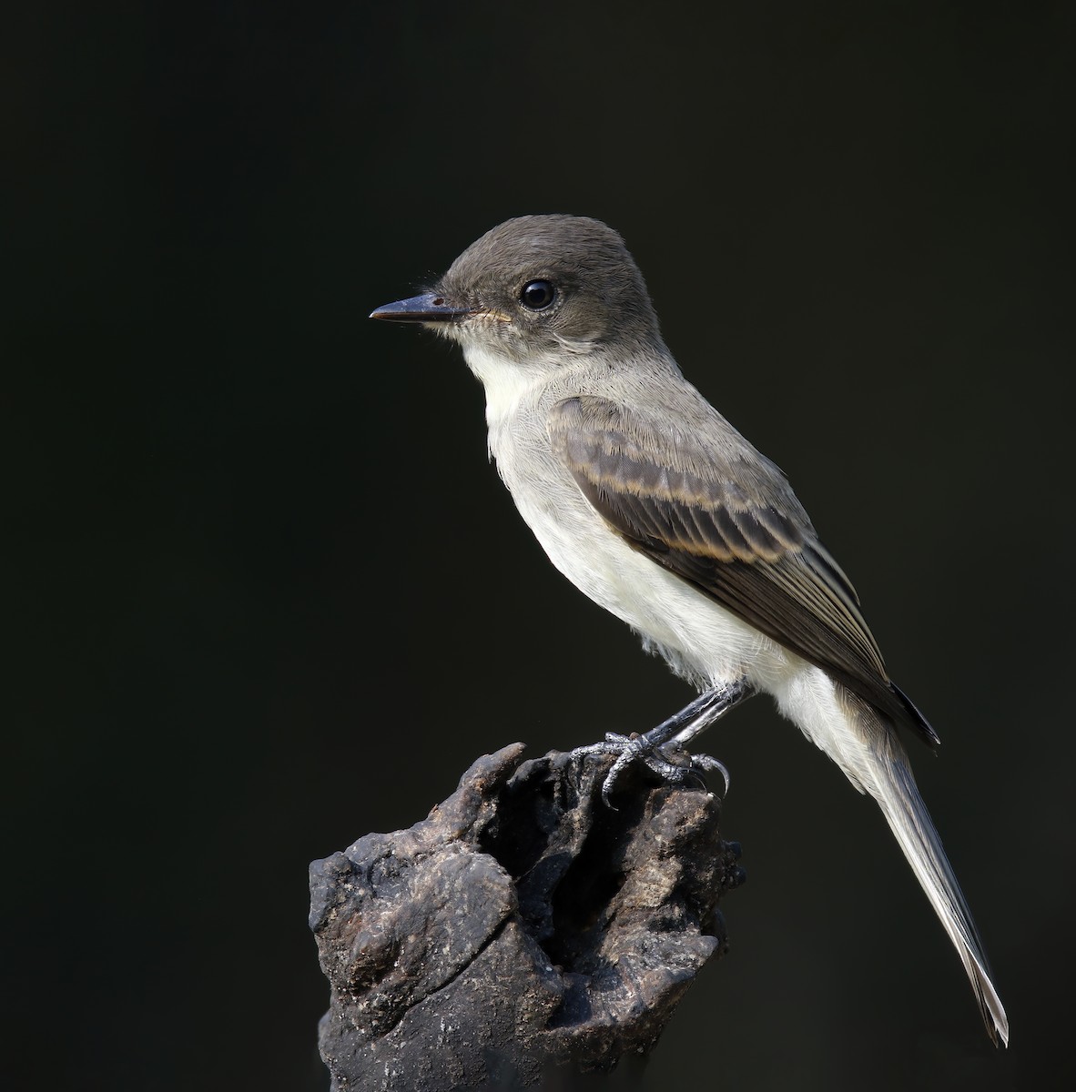 Eastern Phoebe - ML619889830