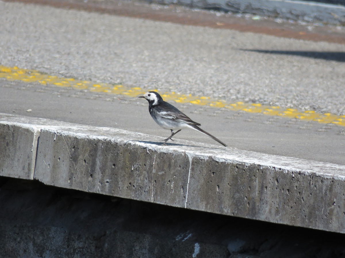 White Wagtail - ML619889839