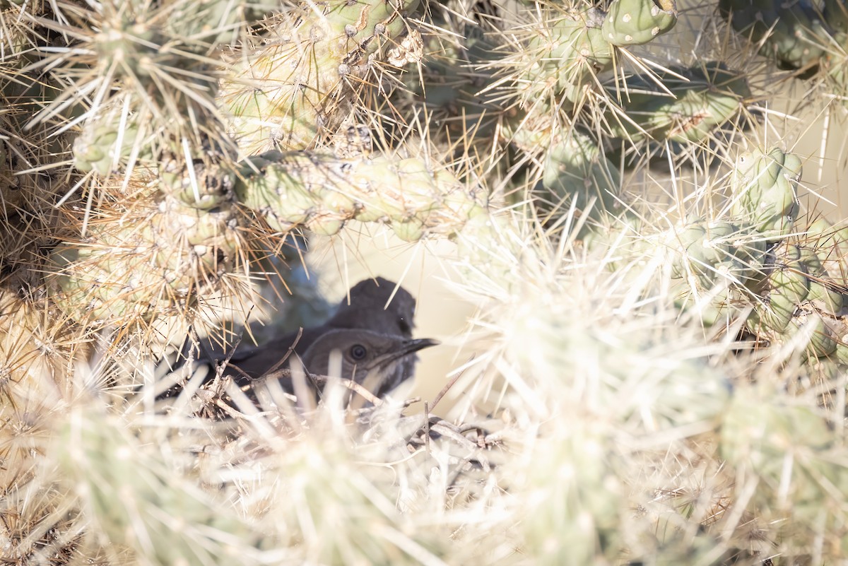 Curve-billed Thrasher - ML619889842