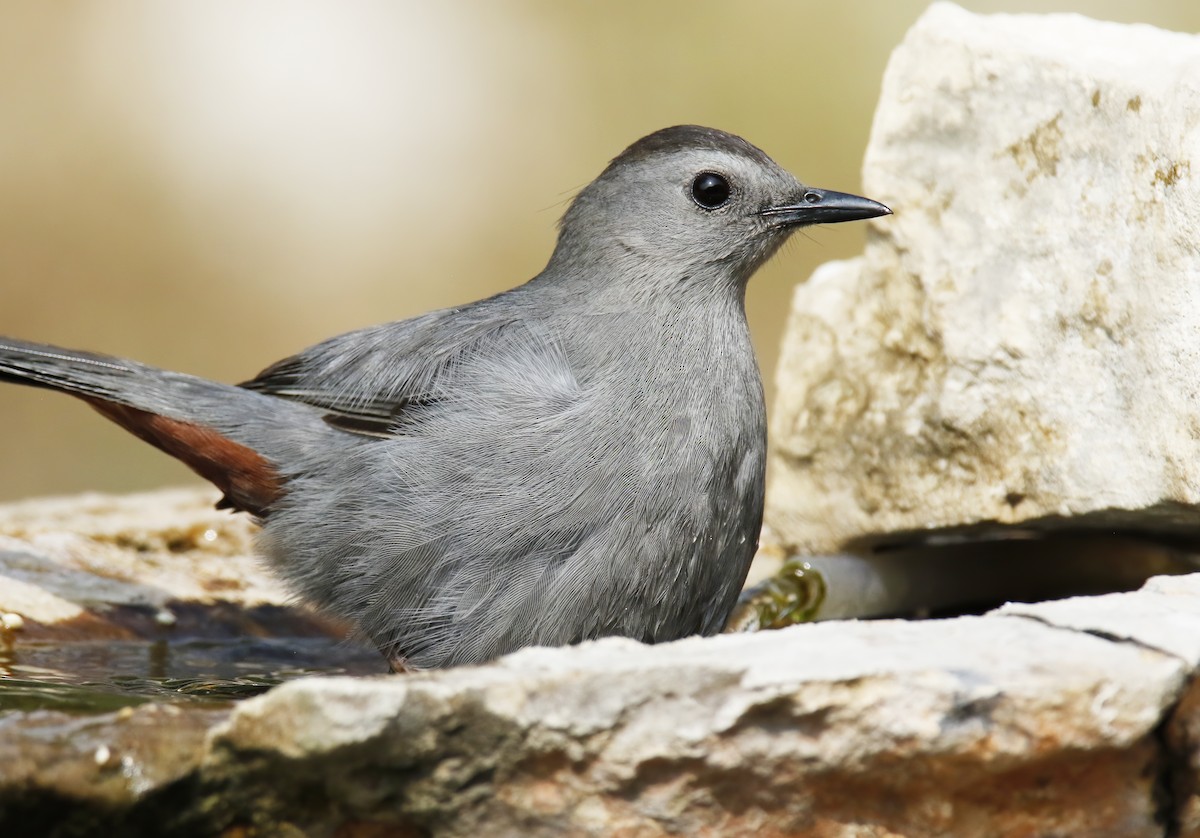 Pájaro Gato Gris - ML619889848