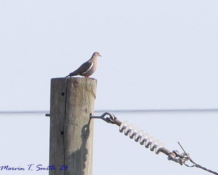 White-winged Dove - Marvin Smith