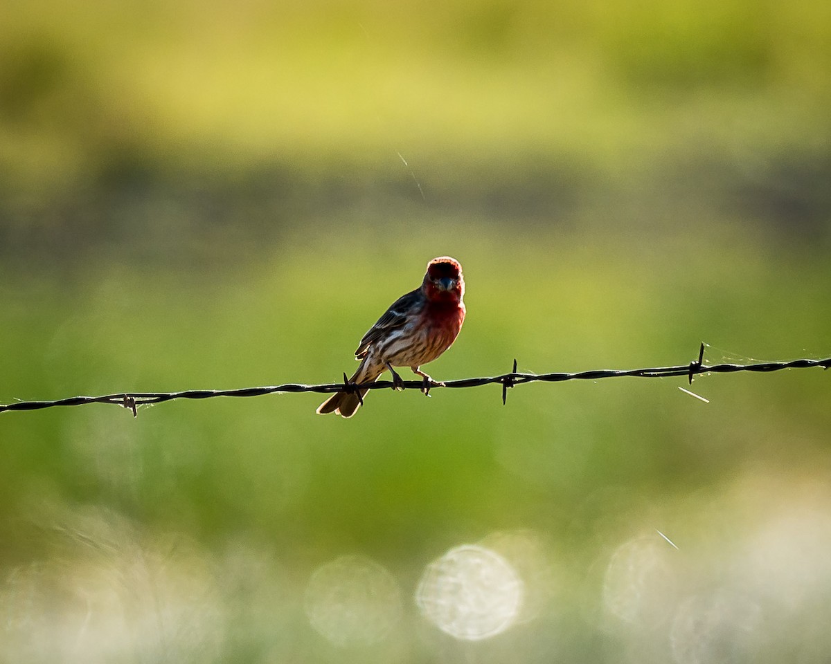 House Finch - Tim Frye