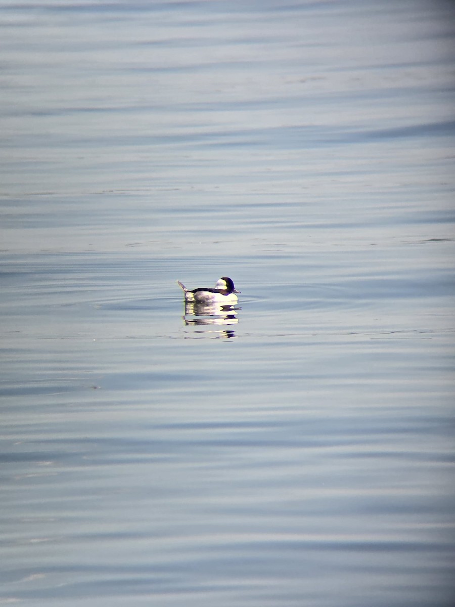 Bufflehead - ML619889867