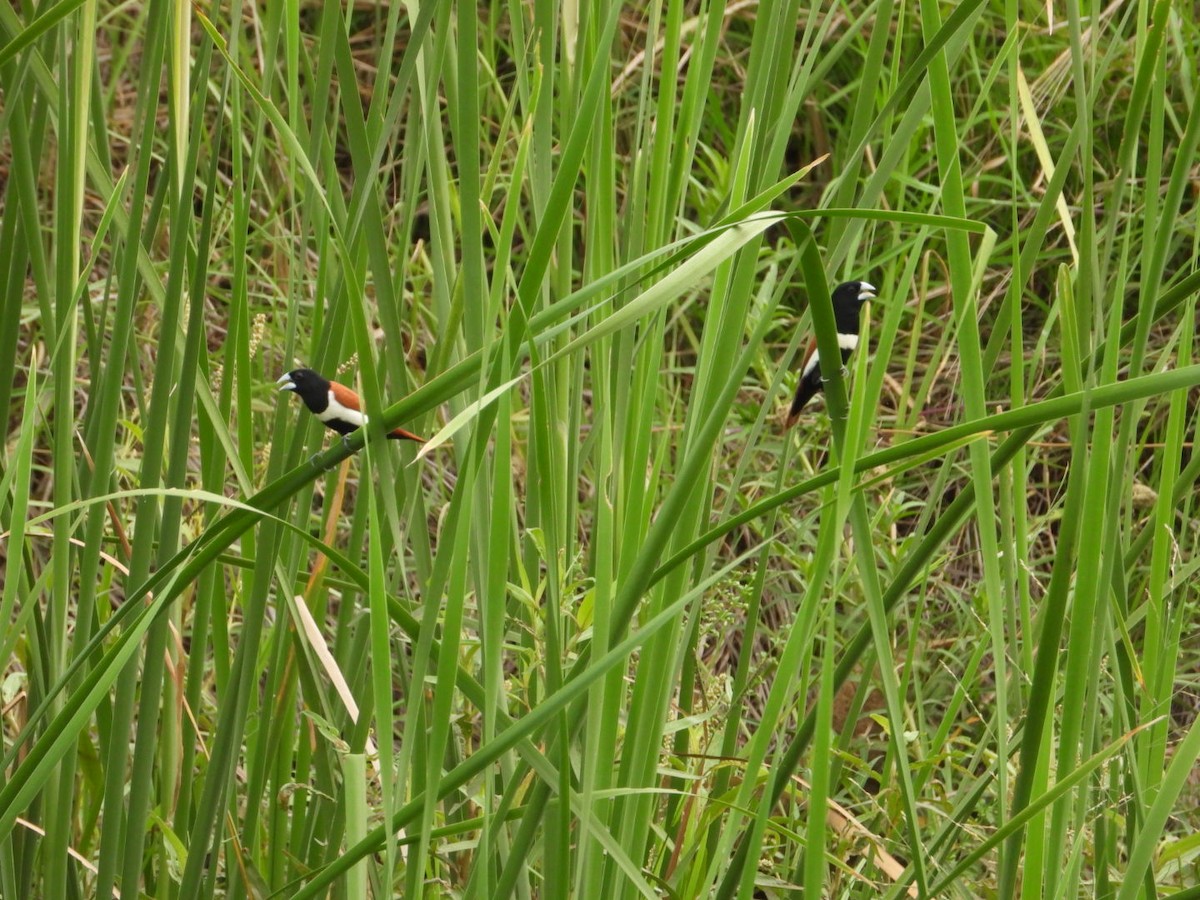 Tricolored Munia - ML619889869