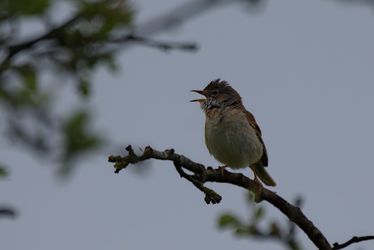 Greater Whitethroat - ML619889874