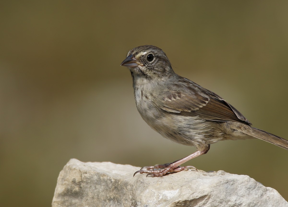 Rufous-crowned Sparrow - ML619889877