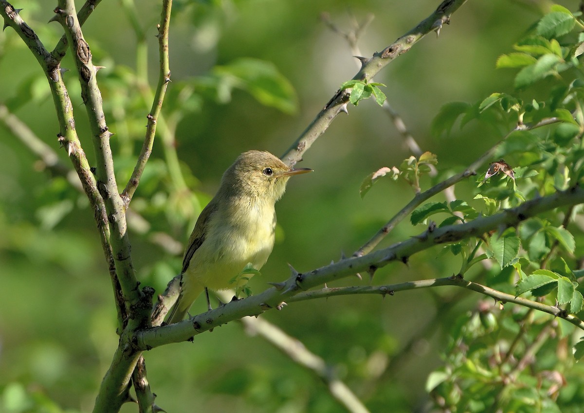 Melodious Warbler - ML619889882